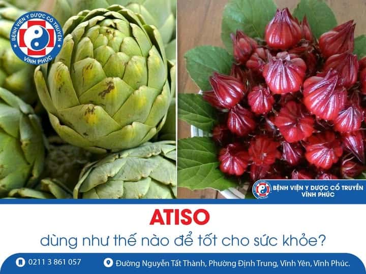 Cây Atiso và những tác dụng tuyệt vời đến sức khoẻ ⋆ Bệnh viện Y Dược ...